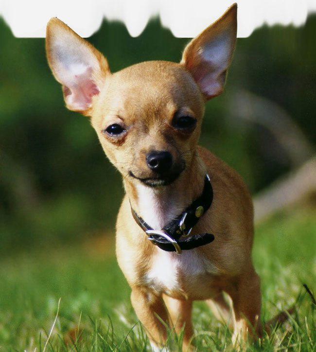 Чихуахуа: описание породы, характер собаки и щенка, фото, цена