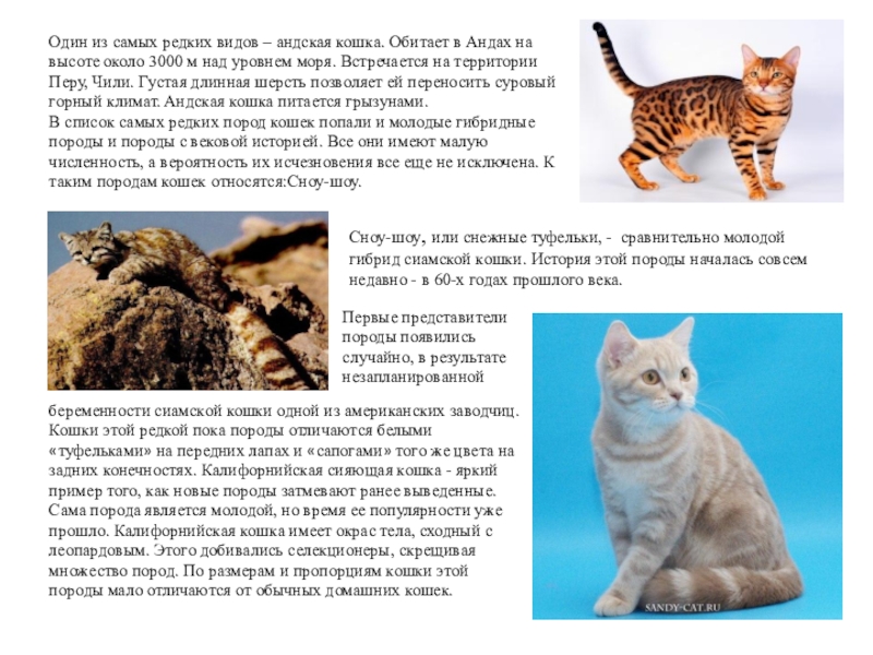 Большие кошки (88 фото): самые крупные в мире коты. описание домашних пород больших размеров