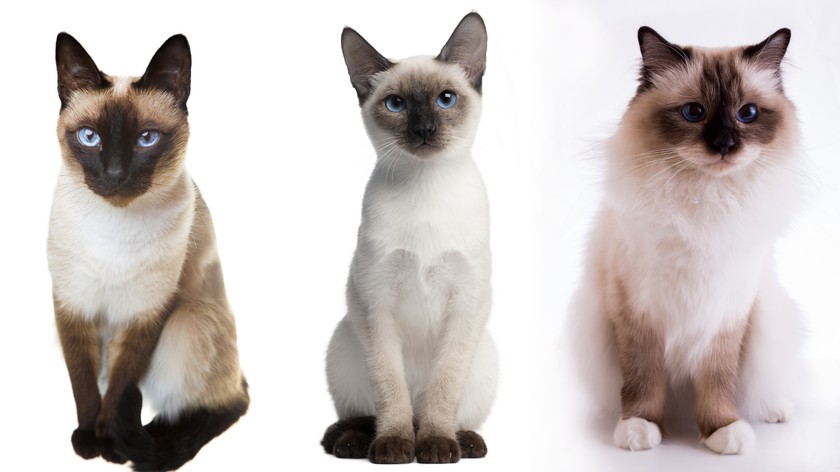 В чем отличия тайской и сиамской кошек