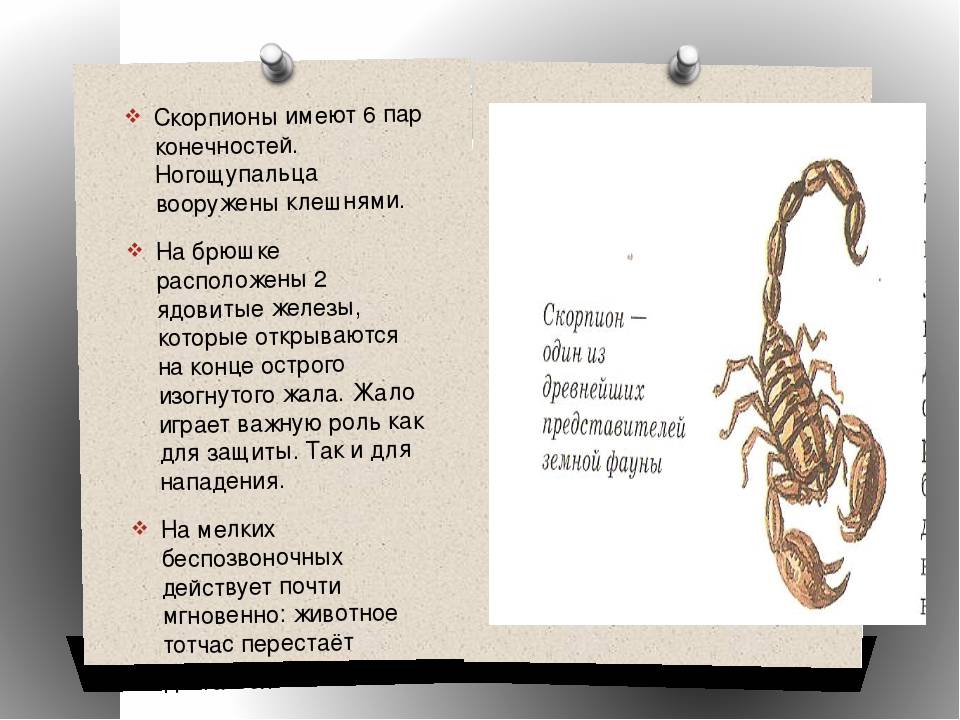 ᐉ чем кормить скорпиона в домашних условиях? - zoomanji.ru