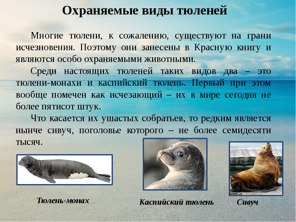 Средиземноморский тюлень | описания и фото животных | некоммерческий учебно-познавательный интернет-портал зоогалактика
