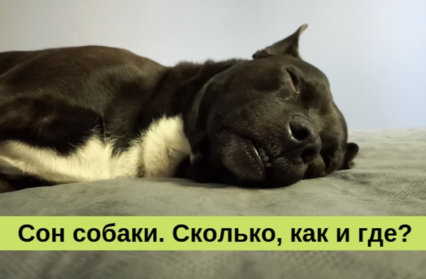 Сколько спят собаки в сутки: стадии сна, возраст и режим дня питомца