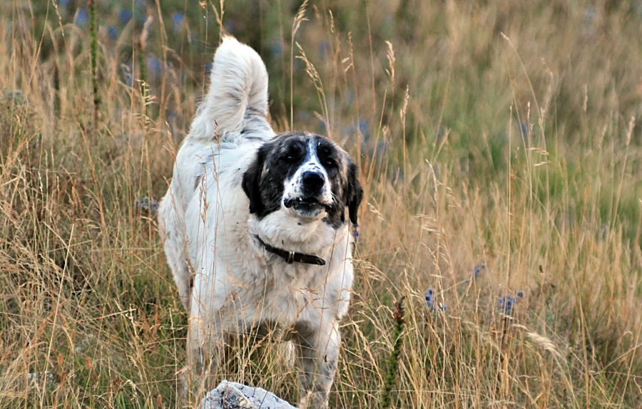 Австралийская овчарка (аусси): все о собаке, фото, описание породы, характер, цена