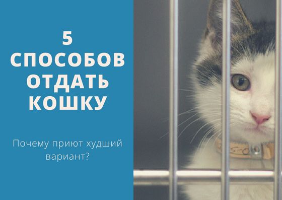 Сдать котов в приют жестокое обращение с животными презентация