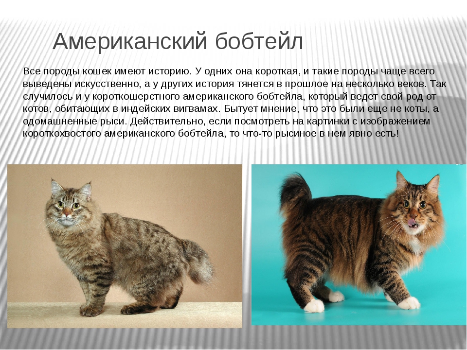 Мейн-кун: стандарт породы с фото, описание характера кошки, особенности ухода