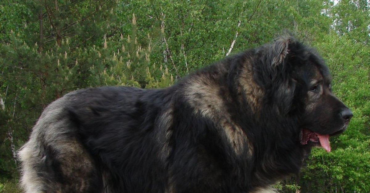 Кавказская овчарка: стандарт породы, здоровье, уход | блог ветклиники "беланта"