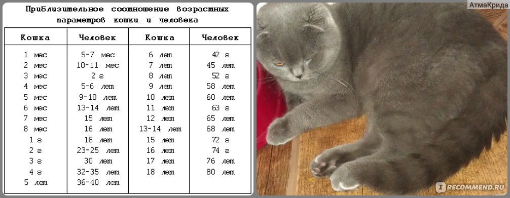 Таблица возраст и вес кошек