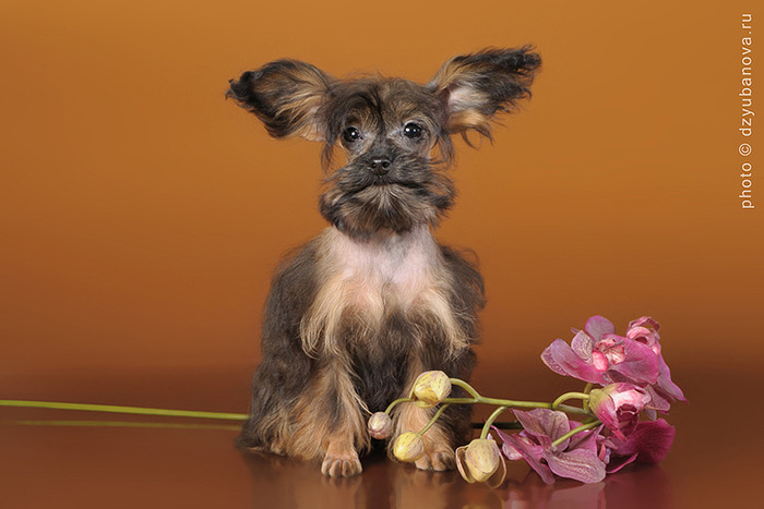 Фото порода собак петербургская орхидея фото