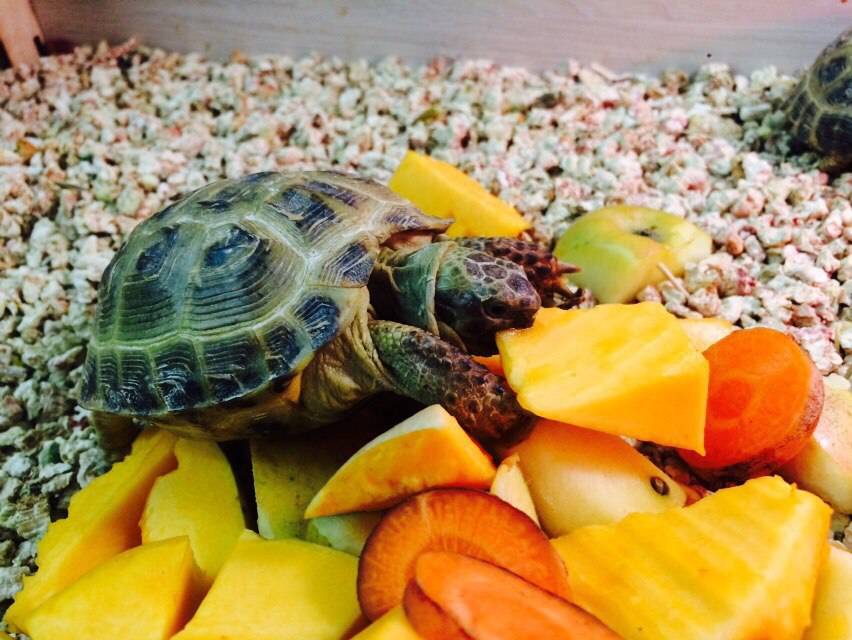 Чем кормить черепах: советы и описание правильного рациона питания в домашних условиях, сухопутных и водных черепашек