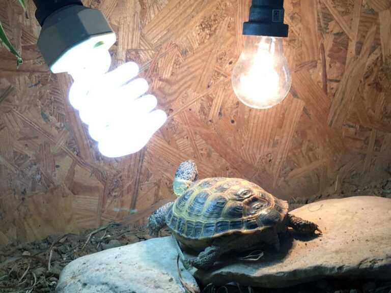 Лампа накаливания для черепах