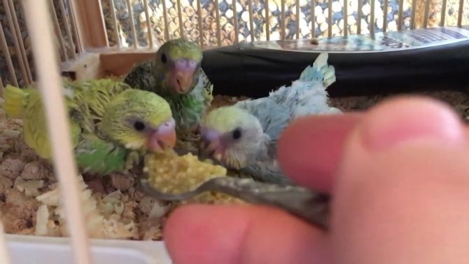 Чем кормить выкормыша волнистого попугая