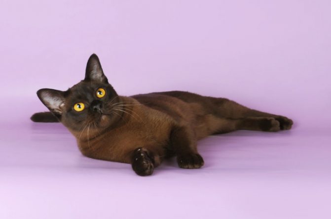 Бурманская - порода кошек - информация и особенностях | хиллс