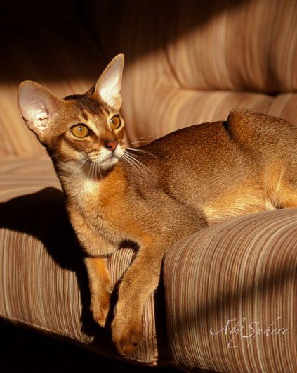 Кошка пума: описание породы, особенности ухода, фото