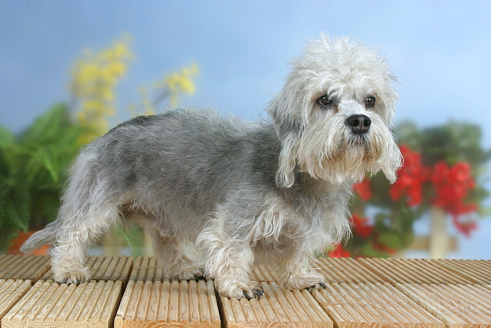 Денди-динмонт-терьер: фото собак, особенности характера и история породы