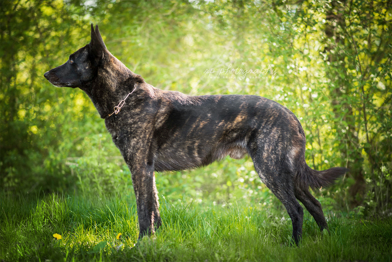 Голландская овчарка — пастушья собака в тигровой шкуре