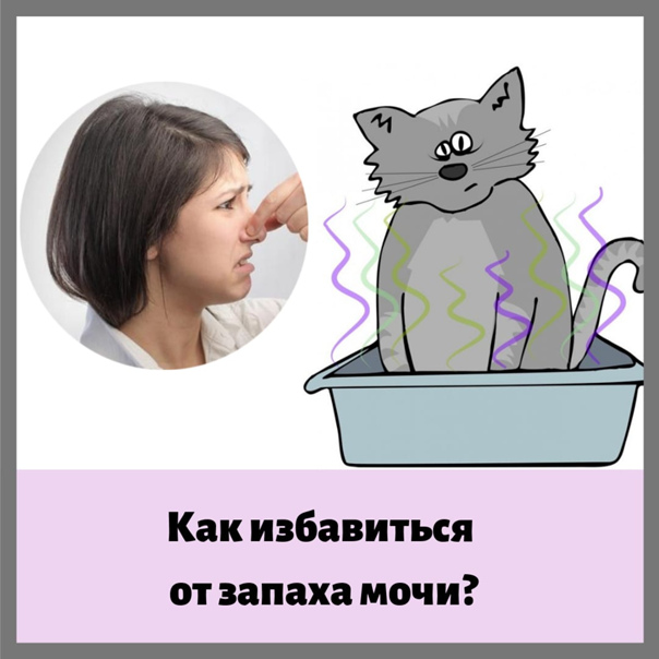 Как удалить запах кошачьей мочи