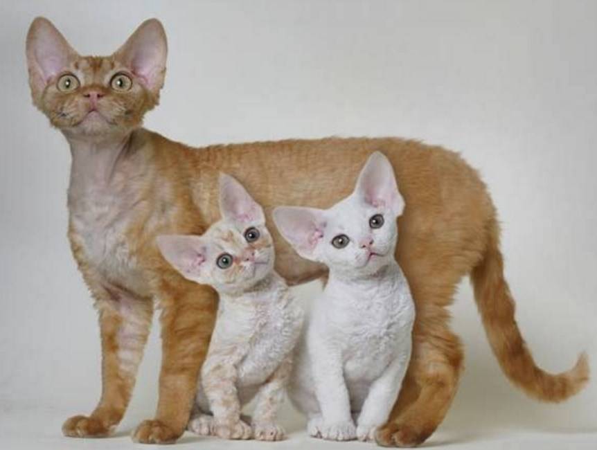 Гипоаллергенные кошки для аллергиков и астматиков: описание пород с фото