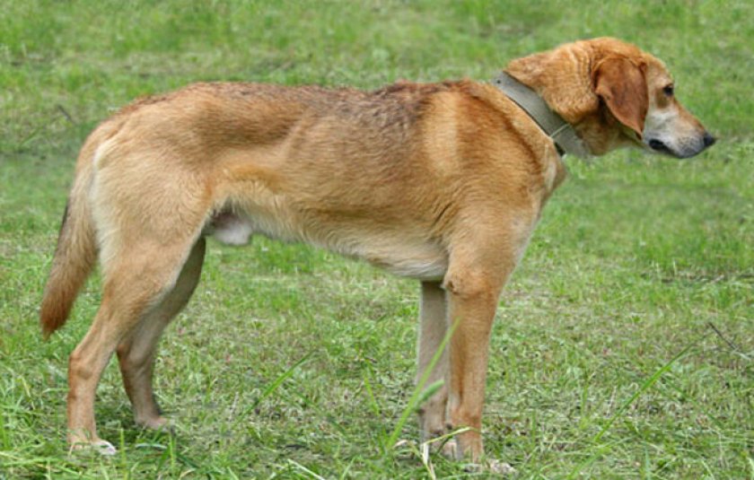 Русская гончая собака: описание и правила содержания