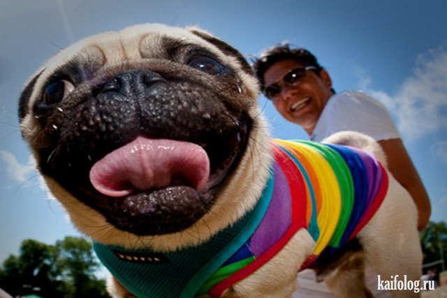 Прикольные мини-собаки: смешные мопсики на удивительных фото