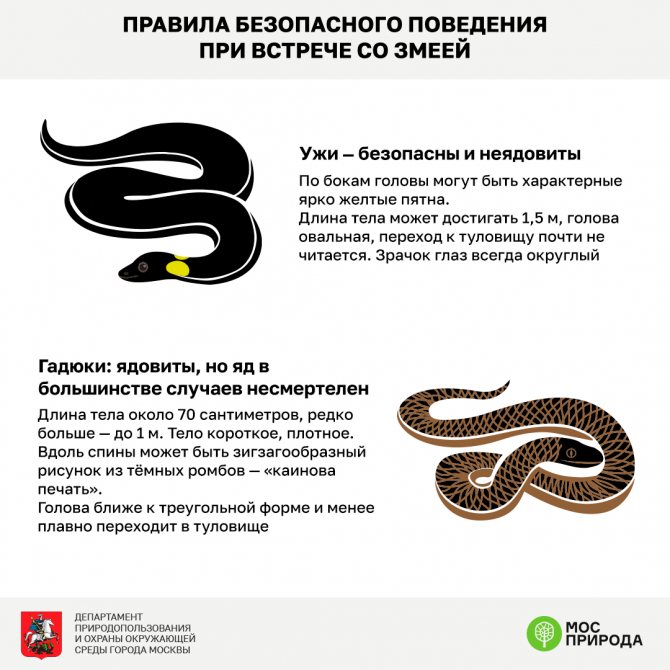 Домашние змеи: виды и цены, чем кормить, фото, видео