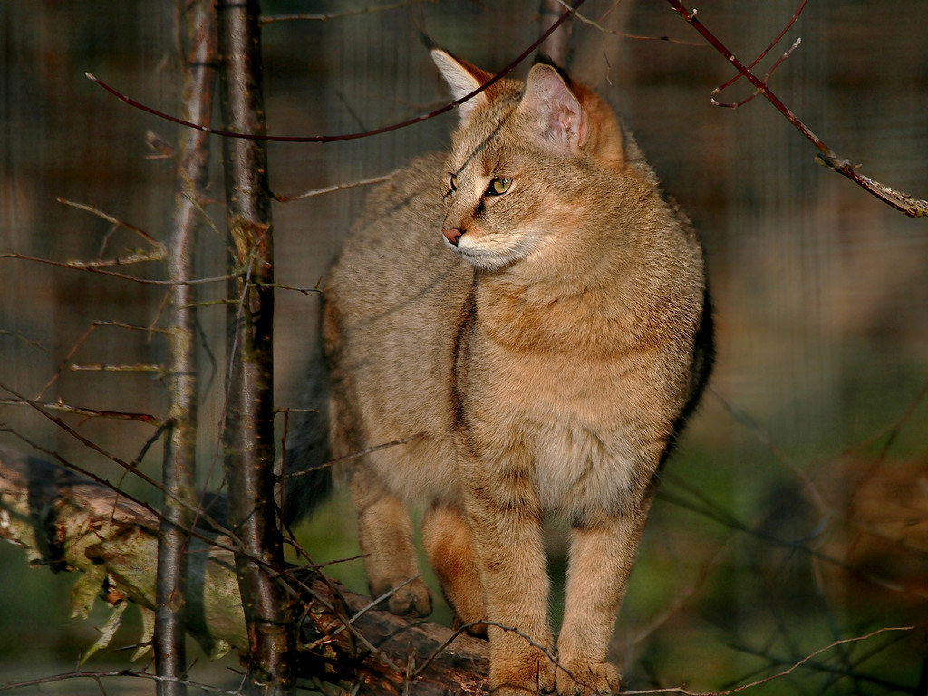 Камышовый кот. образ жизни и среда обитания камышового кота