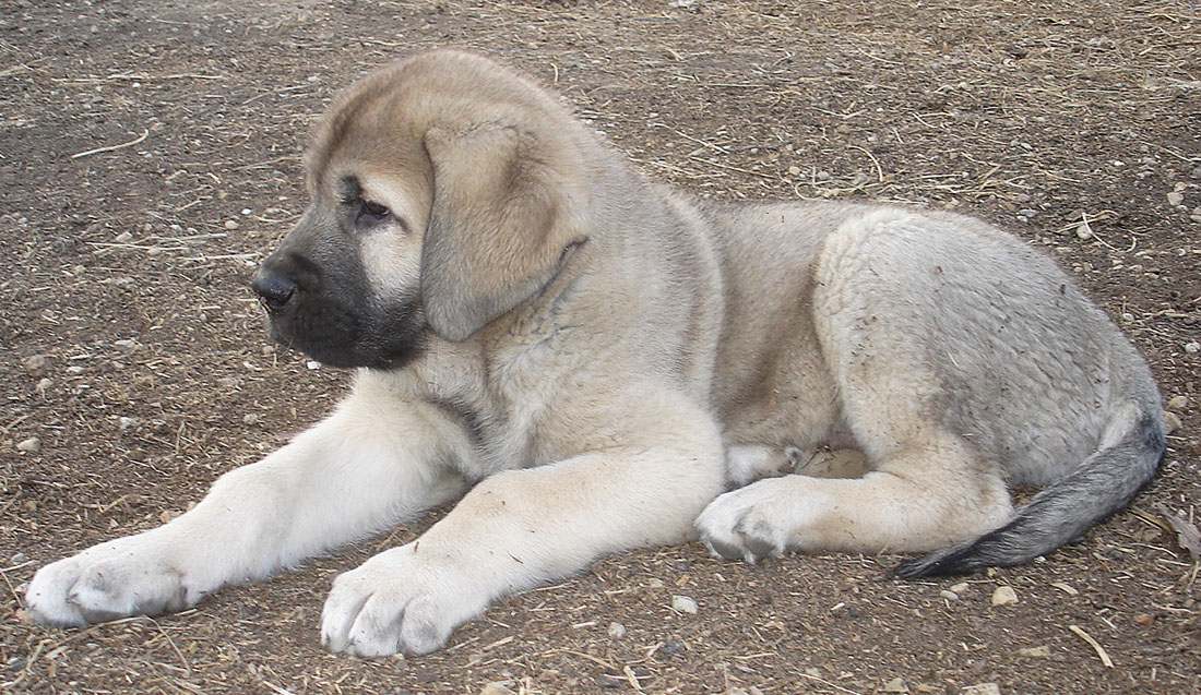Испанский мастиф: описание породы собак, цена щенка