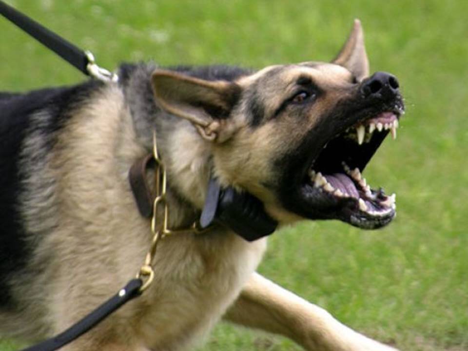 Проблемы агрессии. джон фишер. о чем думает ваша собака. психология собак