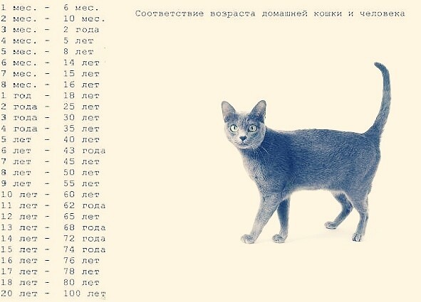 Как определить возраст кошки в домашних условиях фото пошагово