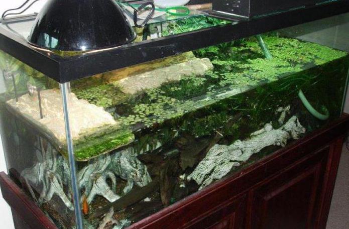 Лучший аквариум для красноухих черепах