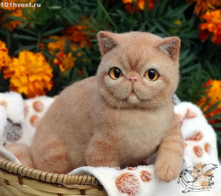 Экзотическая кошка: описание породы, характер и повадки экзот кота, отзывы владельцев, фото