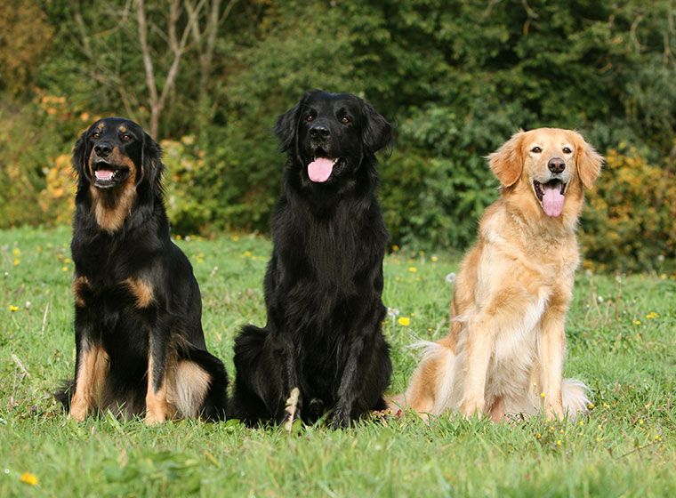 Ховаварт: стандарт породы, особенности содержания и воспитания этих собак, советы по выбору щенков