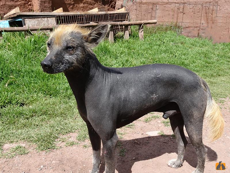 Перуанская собака с шерстью