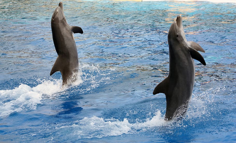 Дельфин: описание животного, интересные факты и фото