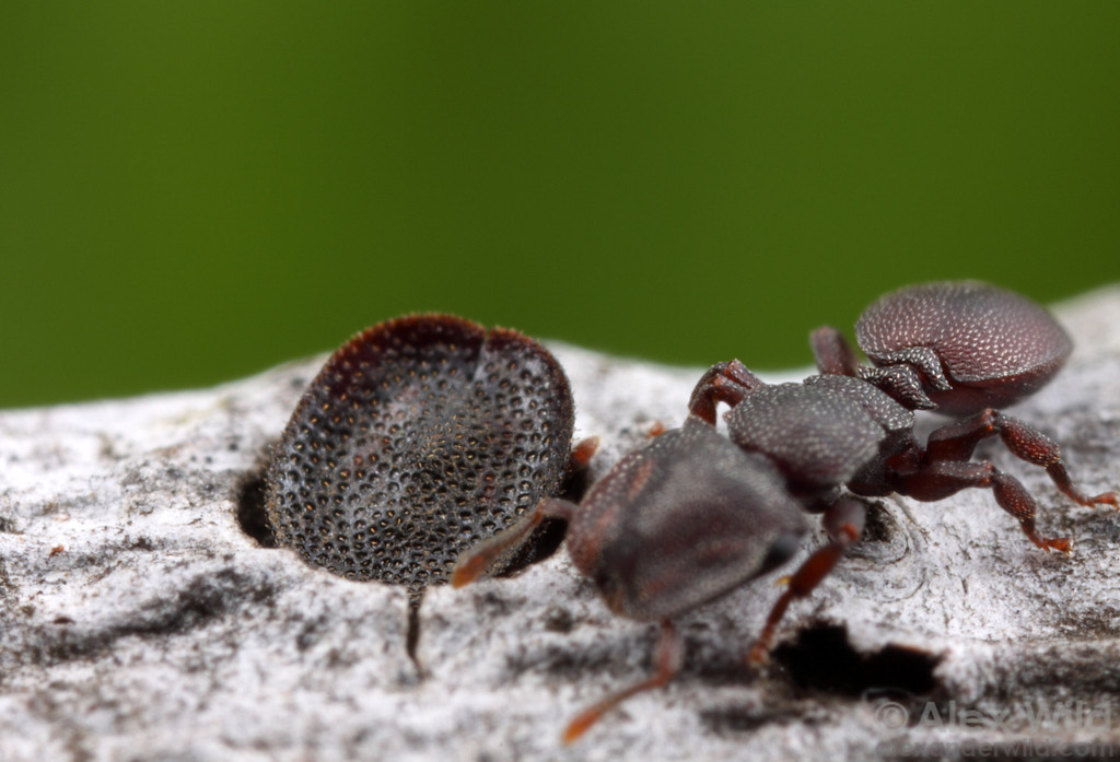 Пробкоголовый муравей - вики