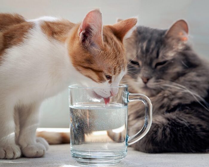 Кот пьет воду из крана: опасно ли это?