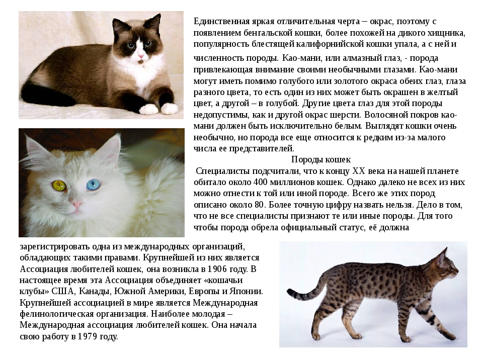 Наполеон кошка: особенности характера и ухода, фото, питание, болезни и здоровье, уход, внешний вид, окрас, размеры, повадки, характер
