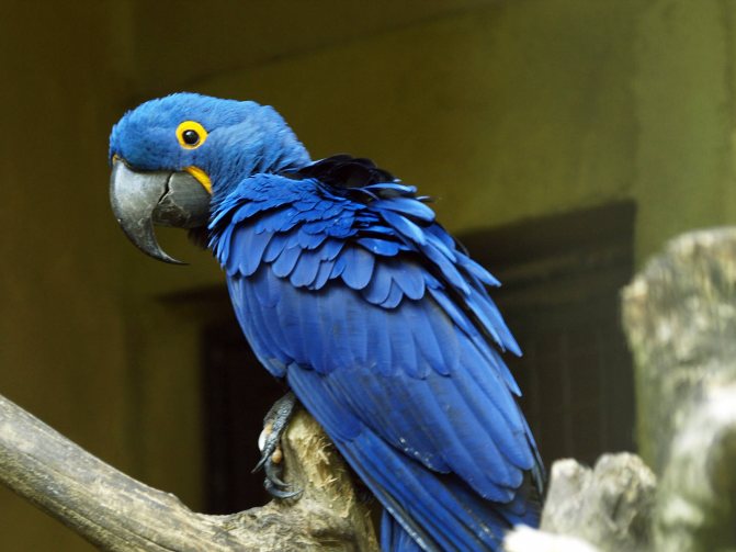 Гиацинтовый ара попугай. образ жизни и среда обитания гиацинтового ары
