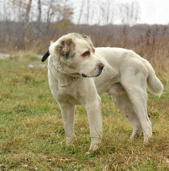 Турецкая собака кангал: особенности породы, воспитание и разведение