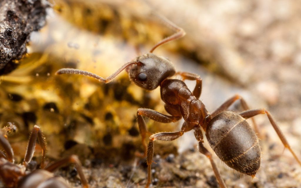 Необычные муравьи мира. топ-10