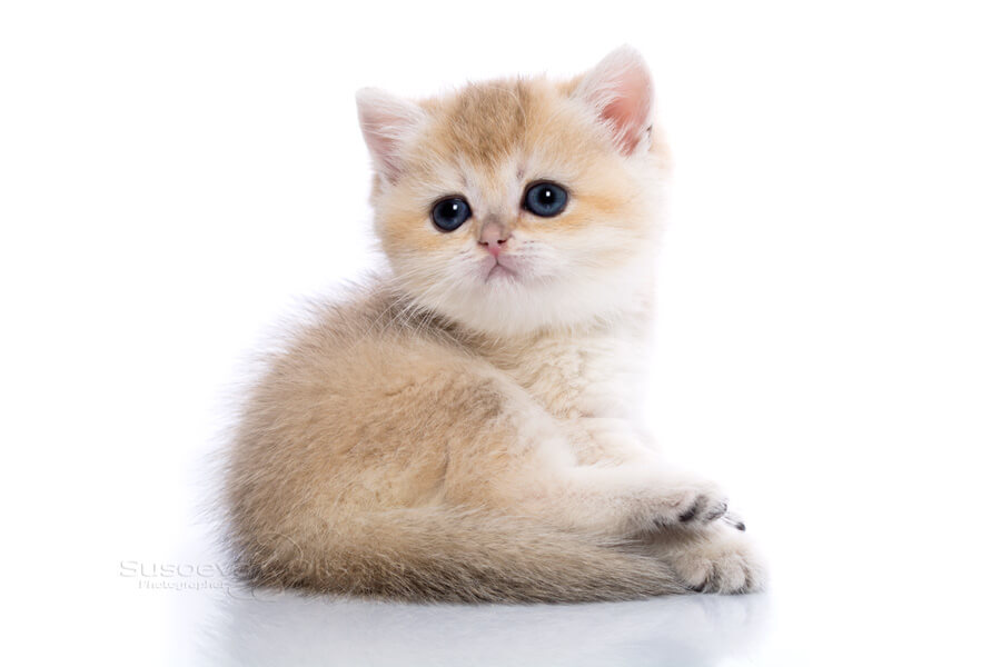 Золотая шиншилла кошка. описание, особенности, уход и цена породы