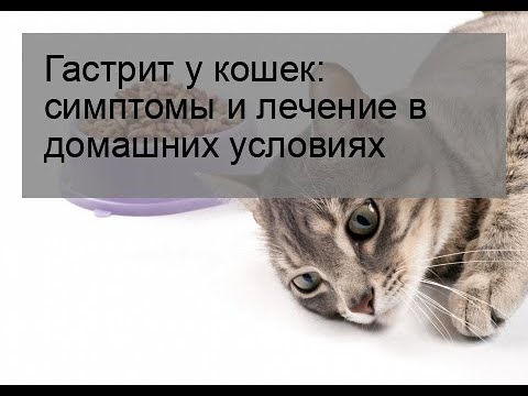 Гастрит у кошек - причины, лечение заболеваний желудка у кошек в москве. ветеринарная клиника "зоостатус