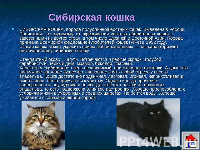 Мэнская бесхвостая - порода кошек - информация и особенностях | хиллс