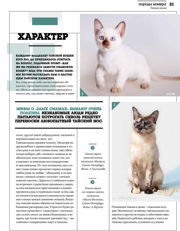 Кошка корат (31 фото): особенности породы, описание внешнего вида и характера кота