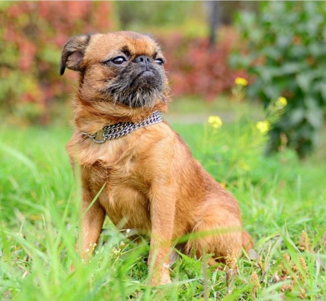 Брюссельский гриффон: фото собаки, описание породы, отзывы владельцев и цена, щенки, чем отличается от бельгийского, черного, короткошерстного, плюсы и минусы