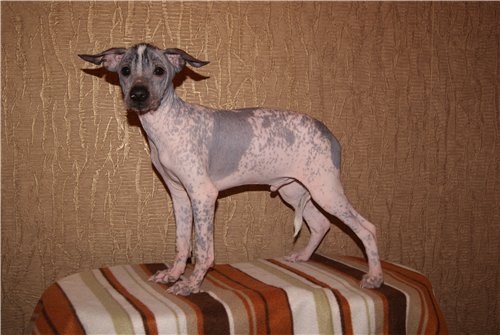 Вольфхунд собака. описание, особенности, уход и цена породы вольфхунд