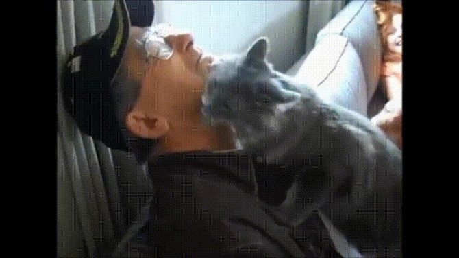 Любят ли кошки своих хозяев