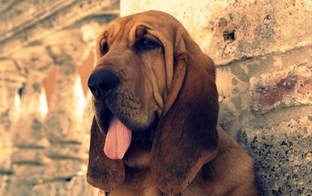 Характеристика собак породы бладхаунд с отзывами и фото
