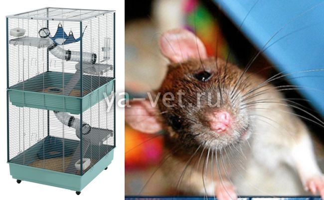 Содержание декоративных крыс