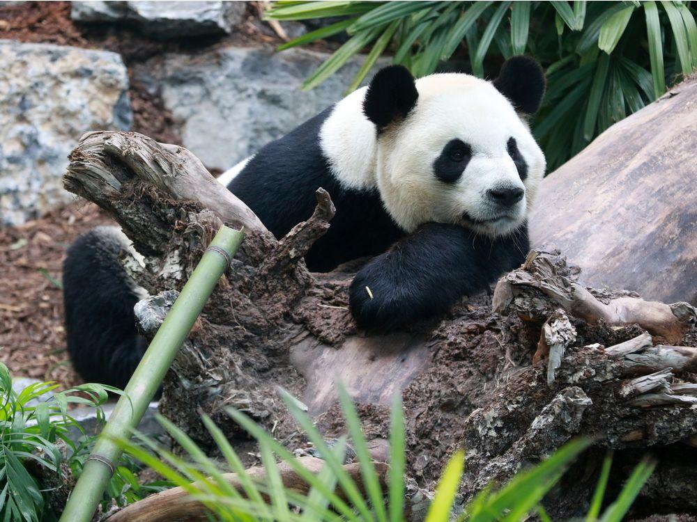 Панда: фото животного, образ жизни и среда обитания панды, питание, характер, интересные факты