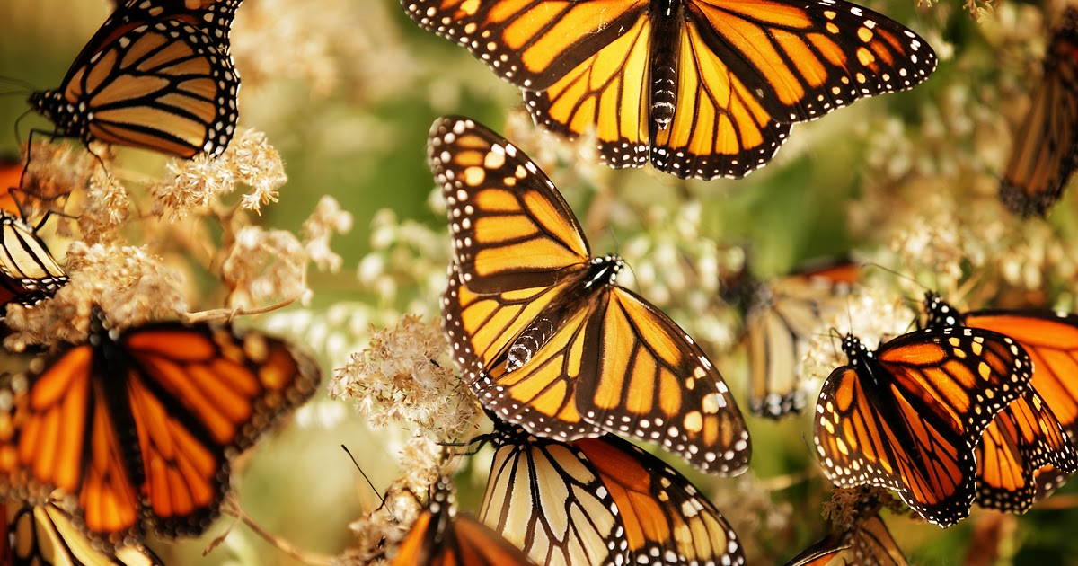 Типы бабочек: определение видов бабочек (изображения) - животные
